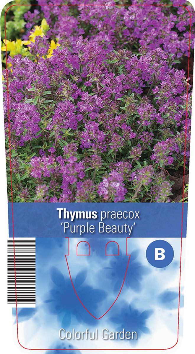 Thymus praecox 'Purple Beauty' — Plant Wholesale FlorAccess