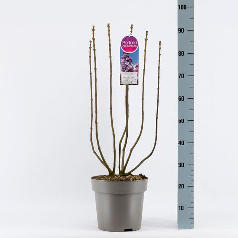 Syringa vulgaris 'Paul Deschanel'