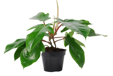Philodendron squamiferum
