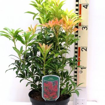 Pieris 'Forest Flame'