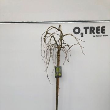 Caragana arborescens 'Pendula'