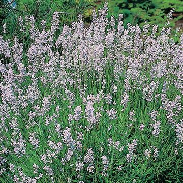 Lavandula angustifolia 'Rosea'