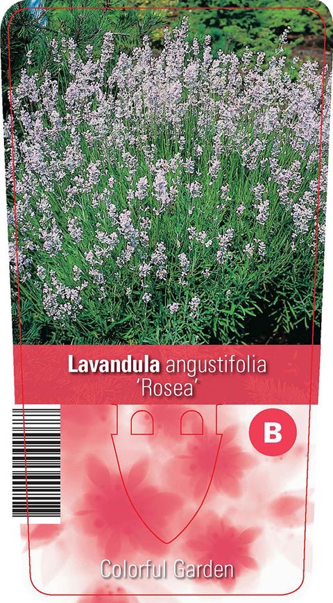 Lavandula angustifolia 'Rosea'