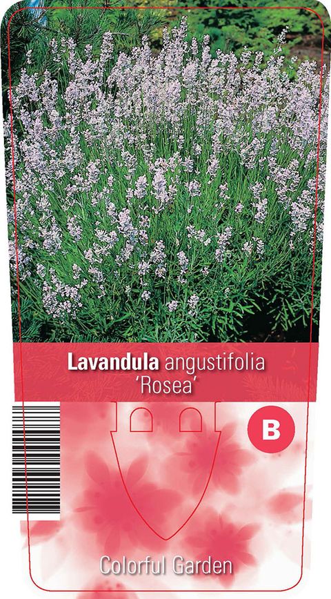 Lavandula angustifolia 'Розеа'