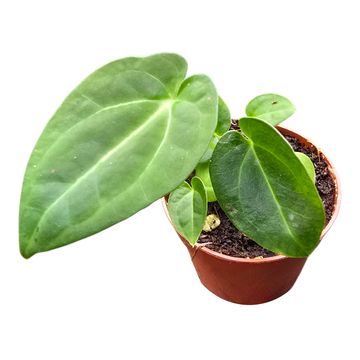 Anthurium papillilaminum