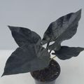 Alocasia 'Antoro Velvet'