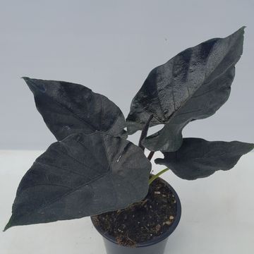 Alocasia 'Antoro Velvet'