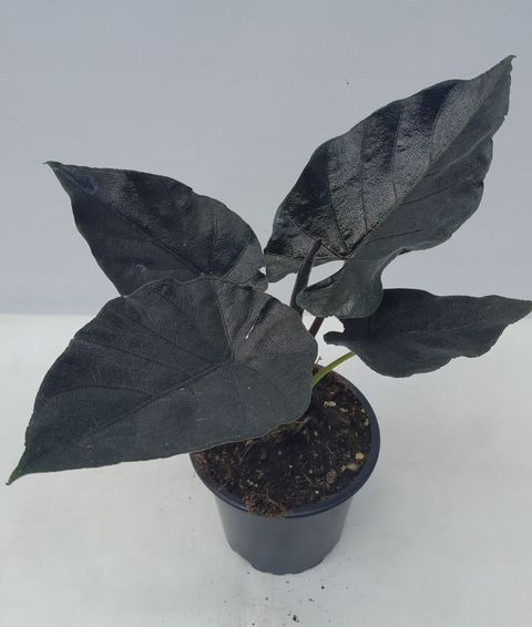Alocasia 'Antoro Velvet'