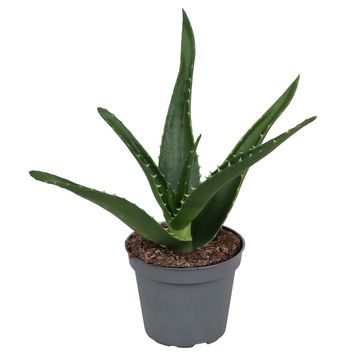 Aloe mitriformis