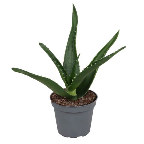 Aloe mitriformis