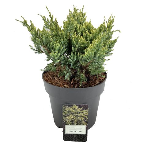 Juniperus squamata 'Dream Joy'