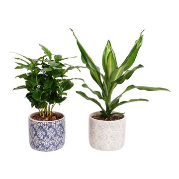 Houseplants MIX