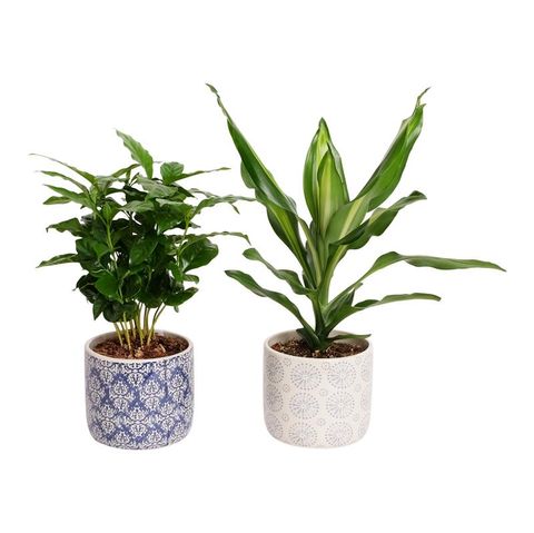 Houseplants MIX