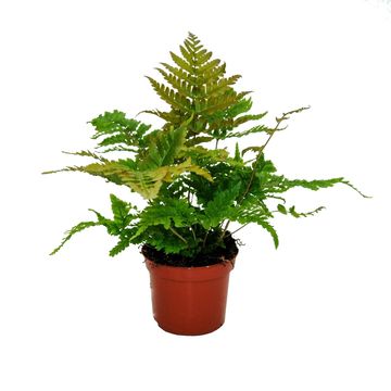 Dryopteris erythrosora