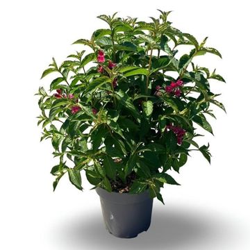 Weigela 'Red Prince'