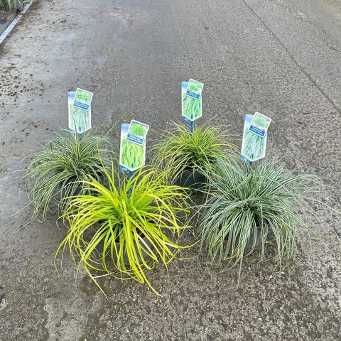 Carex oshimensis EVERCOLOR MIX