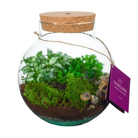 Composizione Terrarium