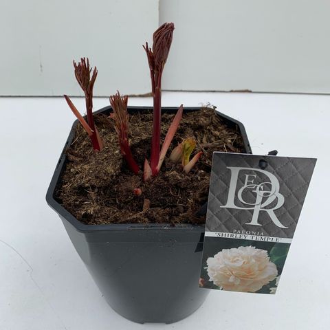 Paeonia 'Shirley Temple'