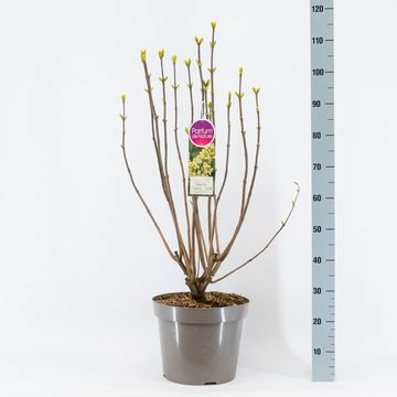 Syringa vulgaris 'Primrose'