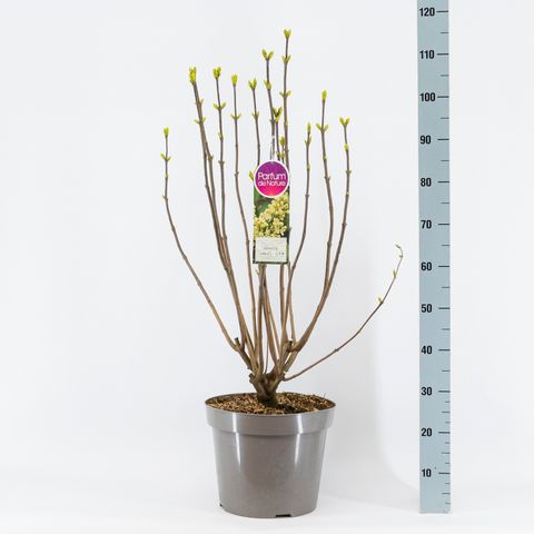 Syringa vulgaris 'Primrose'