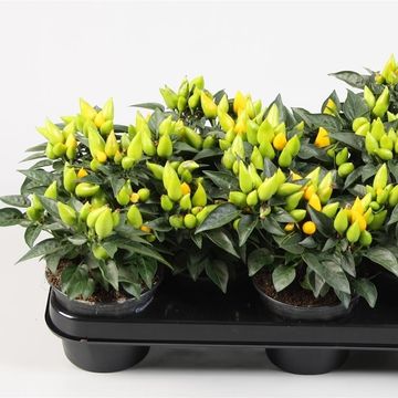 Capsicum annuum 'Salsa Yellow'