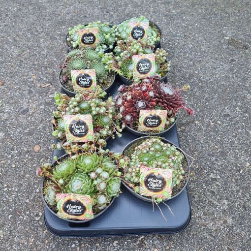 Sempervivum TOETIE FROETIES MIX