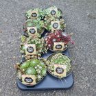 Sempervivum TOETIE FROETIES MIX