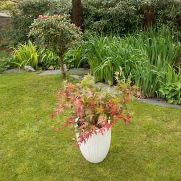 Acer palmatum 'Beni-maiko'