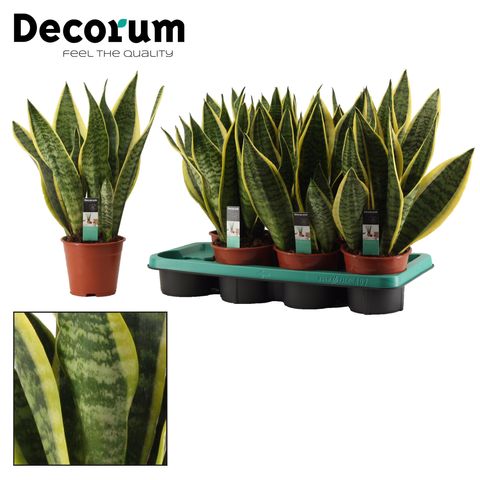 Sansevieria trifasciata 'Futura Superba'