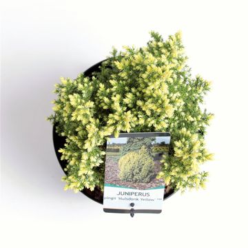 Juniperus pingii 'Hulsdonk Yellow'