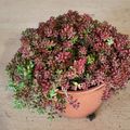 Sedum album 'Coral Carpet'