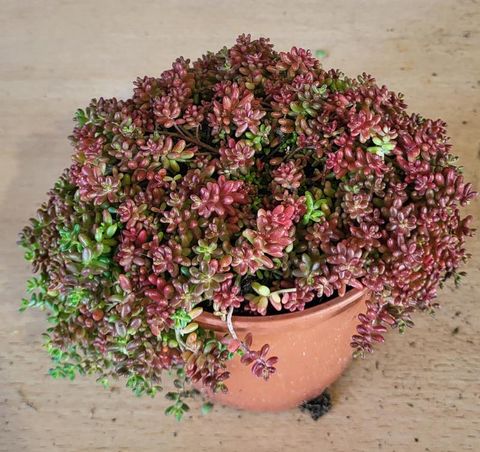 Sedum album 'Coral Carpet'