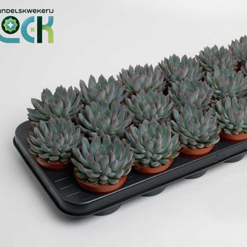 Echeveria 'Pelusida'