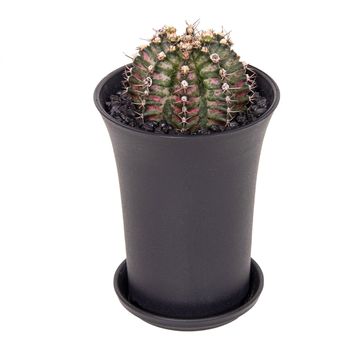 Gymnocalycium T-REX