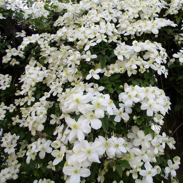 Clematis montana grandiflora (M)