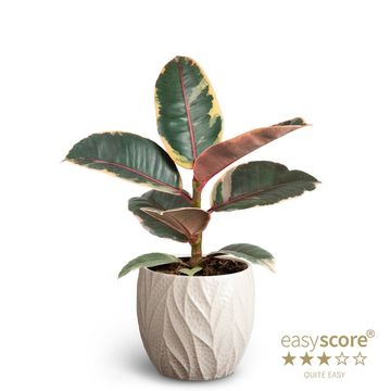 Ficus elastica 'Belize'