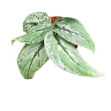 Scindapsus Sp Kalimantan