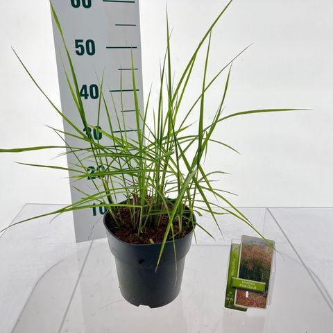 Miscanthus sinensis PINK CLOUD