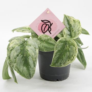 Scindapsus 'Silver Knight'