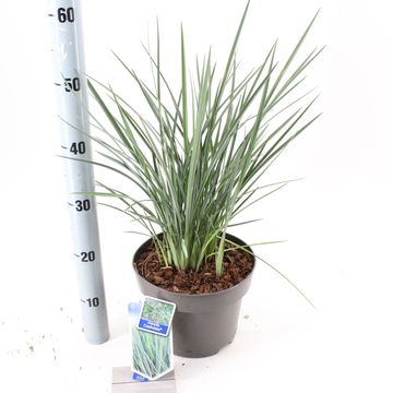 Dianella revoluta COOLVISTA