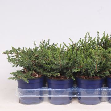 Juniperus communis 'Repanda'