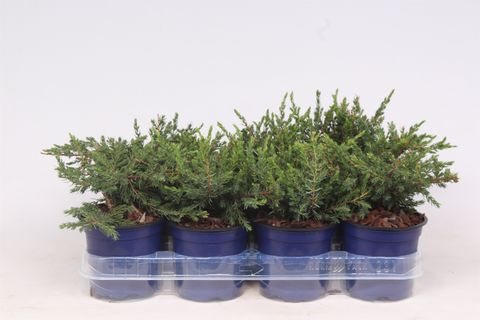 Juniperus communis 'Repanda'