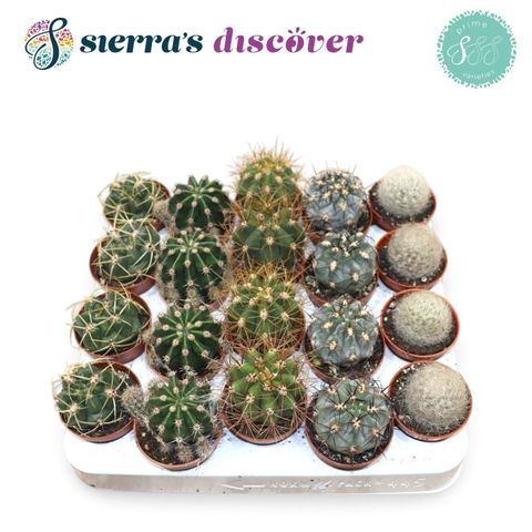 Cactus MIX