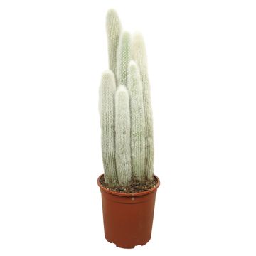 Cleistocactus straussii