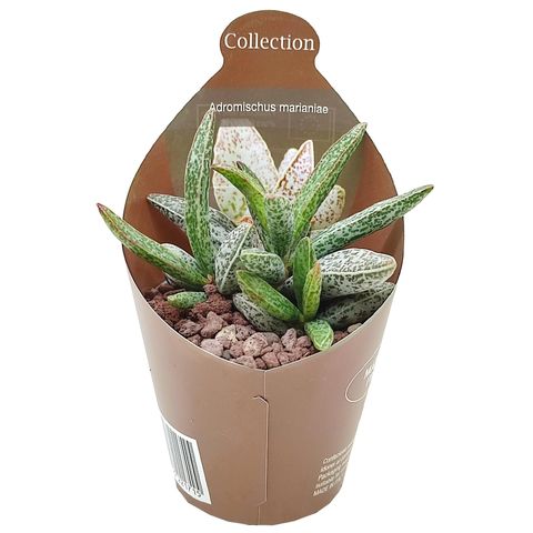 Adromischus marianae CLANWILLIAM