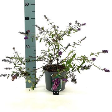 Buddleja FREE PETITE DARK PINK
