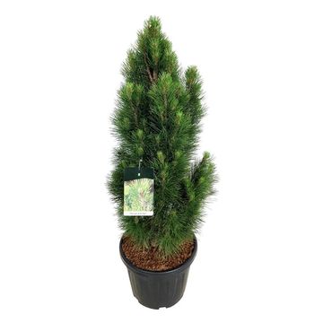 Pinus nigra 'Green Tower'