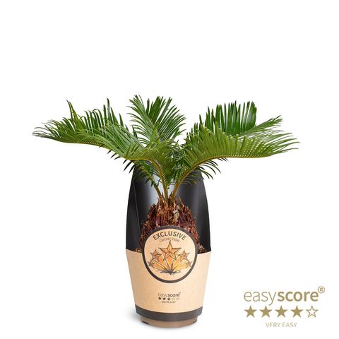 Cycas revoluta