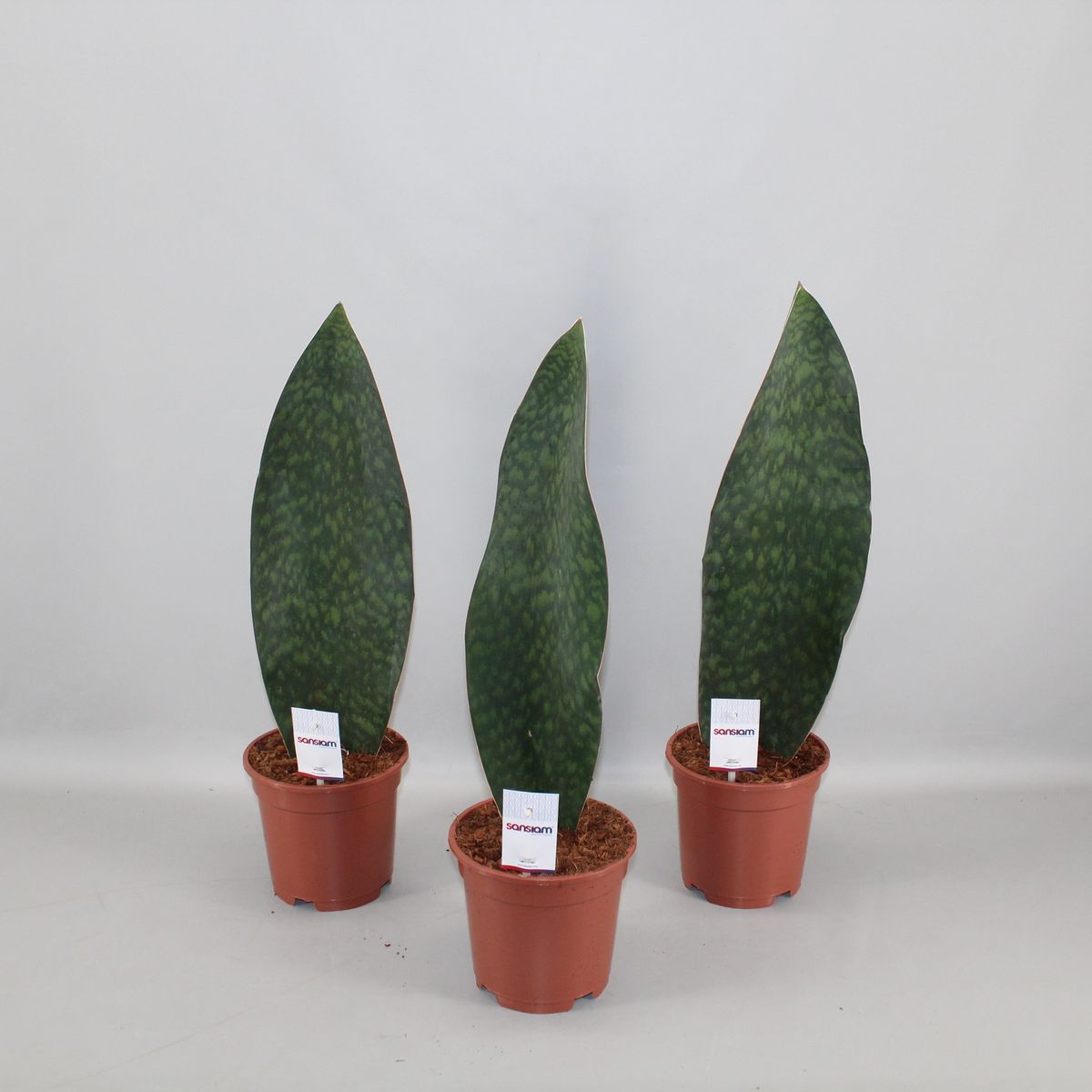 sansevieria moonlight Snake Plant