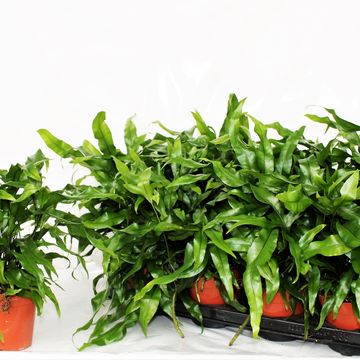 Microsorum diversifolium